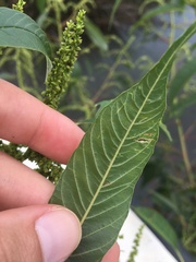Amaranthus australis