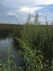 Amaranthus australis