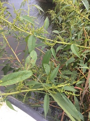 Amaranthus australis