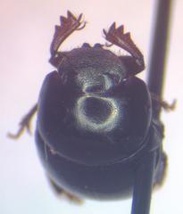 Canthidium laetum