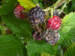 Rubus niveus