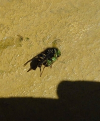 Vespula inexspectata