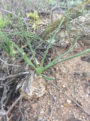 Albuca caudata