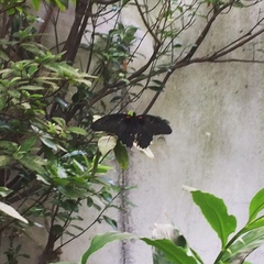 Papilio memnon thunbergii