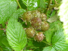 Rubus niveus