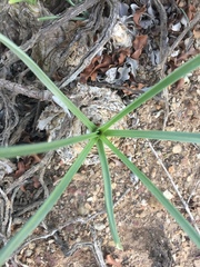 Albuca caudata