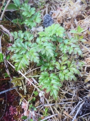 Coptis aspleniifolia