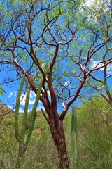 Bursera morelensis