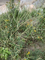 Melilotus albus image