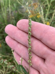 Melilotus albus image