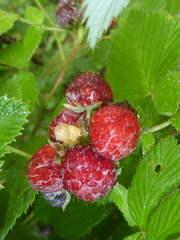 Rubus niveus