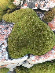 Hypodontium pomiforme