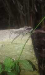 Harpactor tuberculosus