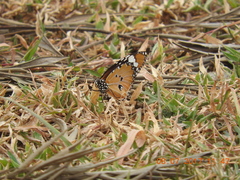 Danaus chrysippus chrysippus