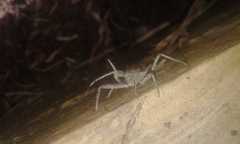 Harpactor tuberculosus