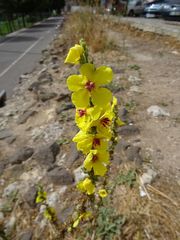 Verbascum sinuatum