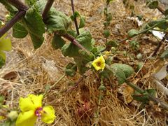 Verbascum sinuatum
