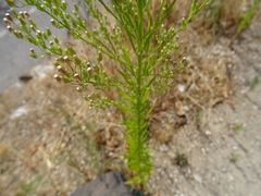 Erigeron