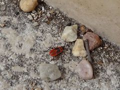 Pyrrhocoris apterus