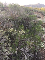 Pelargonium luteolum