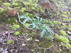 Pelargonium luteolum