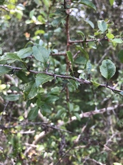 Crataegus brachyacantha