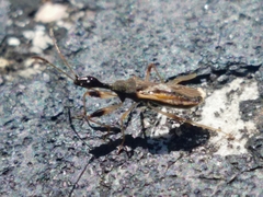 Myodocha serripes