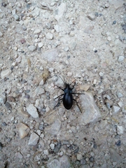 Carabus germarii