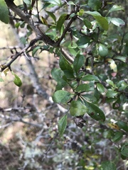 Crataegus brachyacantha