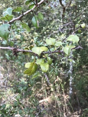 Crataegus brachyacantha