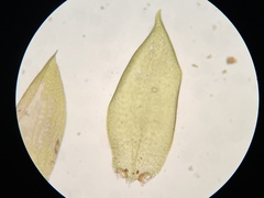 Pseudohygrohypnum eugyrium