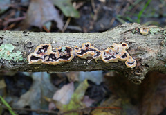 Scytinostroma artocreas