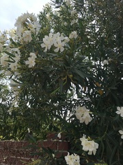 Nerium oleander