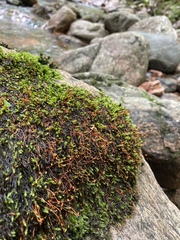 Pseudohygrohypnum eugyrium