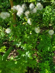 Erechtites hieraciifolius