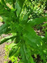 Erechtites hieraciifolius