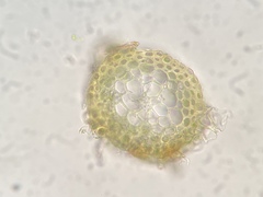 Pseudohygrohypnum eugyrium