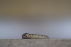 Ascia monuste orseis