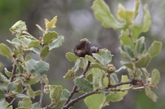 Quercus invaginata
