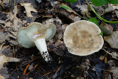 Lactarius fumosus