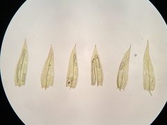 Brachytheciastrum velutinum