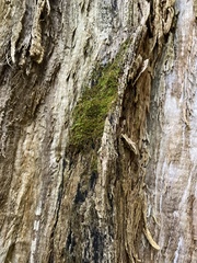 Brachytheciastrum velutinum