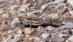 Schistocerca cancellata