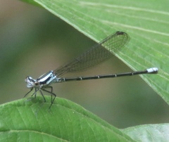 Argia adamsi