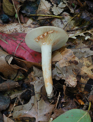 Lactarius fumosus