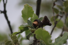 Quercus invaginata