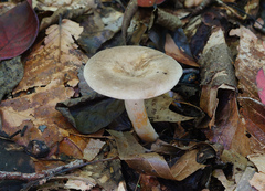 Lactarius fumosus