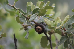 Quercus invaginata