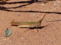 Allotruxalis gracilis