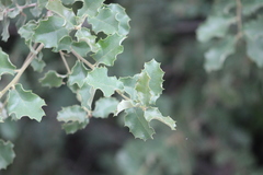 Quercus invaginata